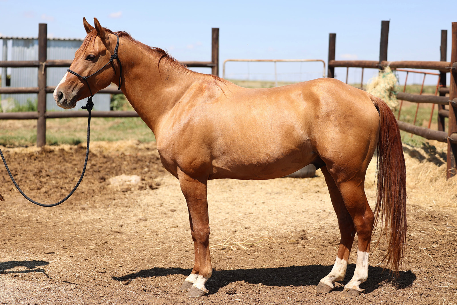 Arabesque Cats Whizkers