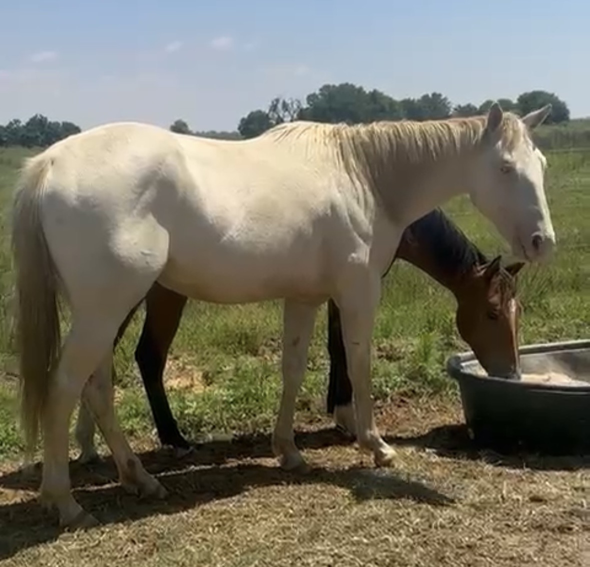 Blue Sky Poco's Coco