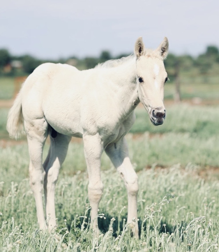 Studnix Whizard Of Ice